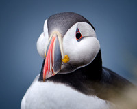 Puffin Portrait